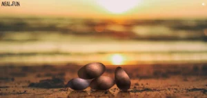 Rocks
